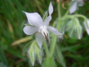 2009-04-12-014-Borago-White