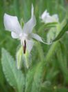 2009-04-12-015-Borago-White