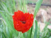 2009-04-12-016-Poppy