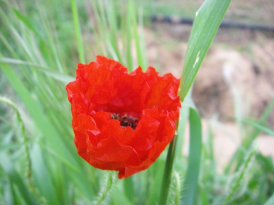 2009-04-12-016-Poppy