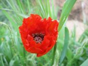 2009-04-12-017-Poppy