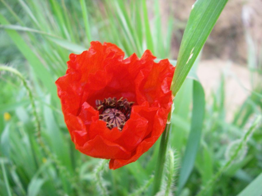 2009-04-12-017-Poppy