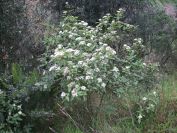 2009-04-12-020-Viburnum-Growing-Wild