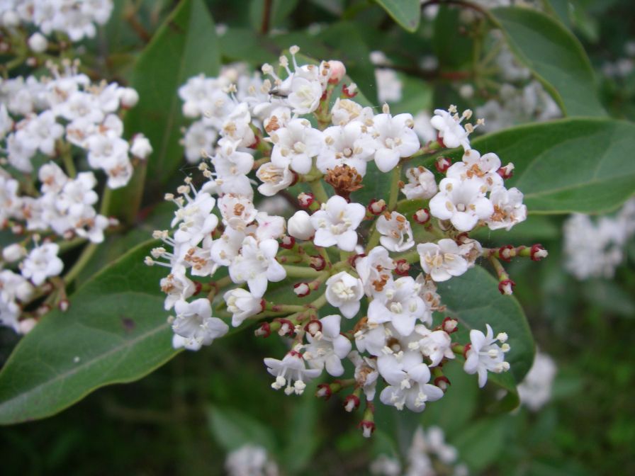 2009-04-12-021-Viburnum-Growing-Wild