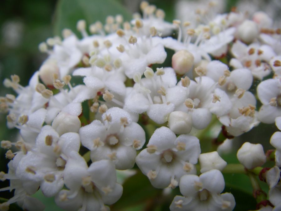 2009-04-12-022-Viburnum-Growing-Wild