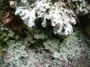 2009-04-12-025-Moss-and-Lichin