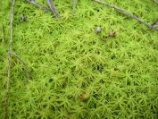 2009-04-12-026-Moss