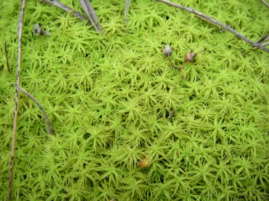 2009-04-12-026-Moss
