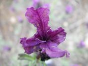 2009-04-12-029-Lavandula
