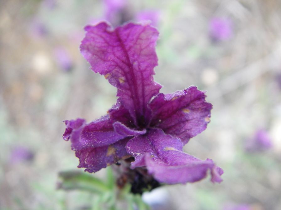 2009-04-12-029-Lavandula