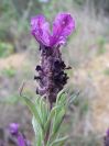 2009-04-12-030-Lavandula