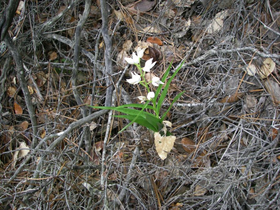 2009-04-12-033-Lilly-of-the-Valley