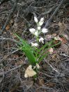 2009-04-12-034-Lilly-of-the-Valley