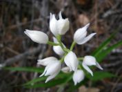 2009-04-12-035-Lilly-of-the-Valley