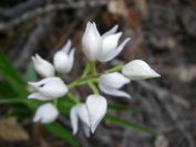 2009-04-12-036-Lilly-of-the-Valley