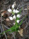 2009-04-12-037-Lilly-of-the-Valley