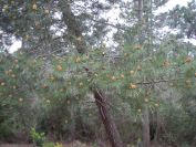 2009-04-12-046-Pine-Cone-Flower