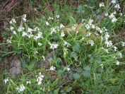 2009-04-12-049-Three-cornered-leek