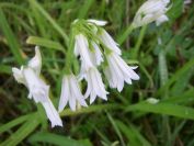 2009-04-12-050-Three-cornered-leek