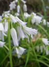 2009-04-12-051-Three-cornered-leek