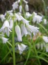 2009-04-12-052-Three-cornered-leek