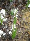 2009-04-12-053-Lilly-of-the-Valley