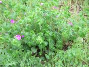 2009-04-12-054-Geranium