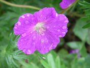 2009-04-12-055-Geranium