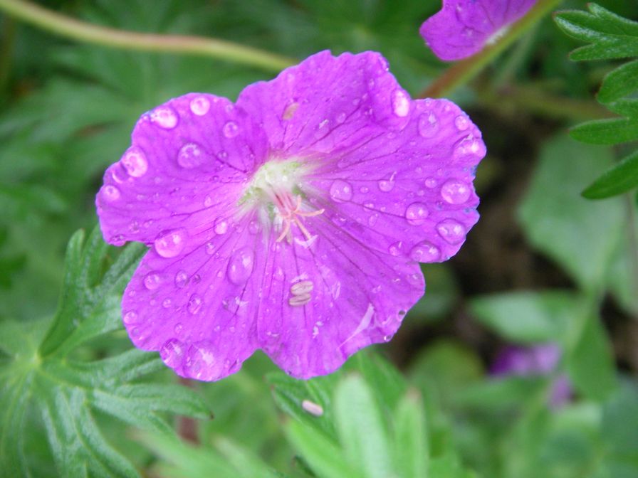 2009-04-12-055-Geranium