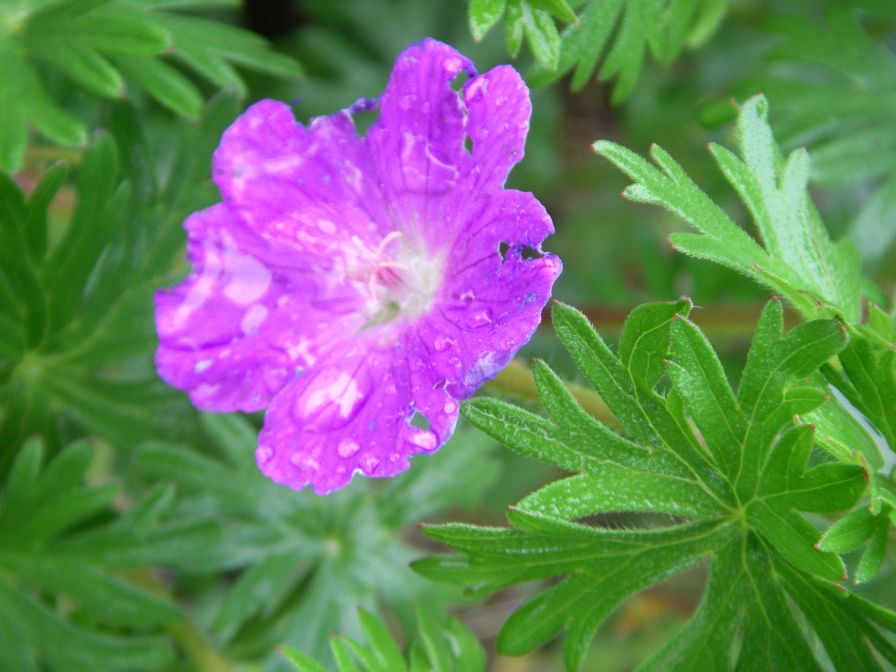 2009-04-12-056-Geranium