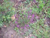 2009-04-12-057-Unknown-purple