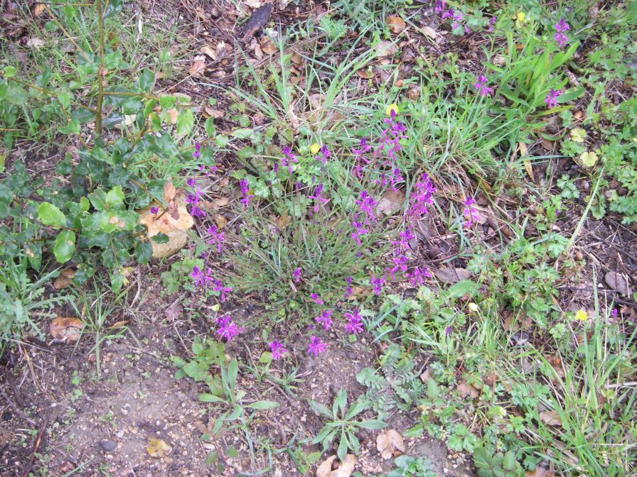 2009-04-12-057-Unknown-purple