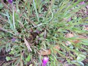 2009-04-12-058-Unknown-purple