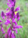 2009-04-12-059-Unknown-purple