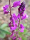 2009-04-12-060-Unknown-purple