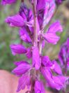 2009-04-12-061-Unknown-purple