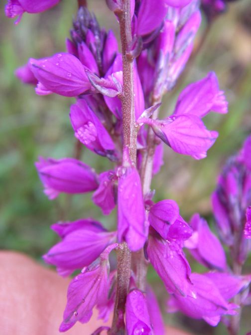 2009-04-12-061-Unknown-purple