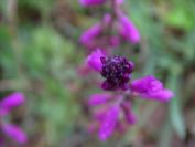 2009-04-12-062-Unknown-purple
