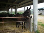 2009-04-12-071-Donkey