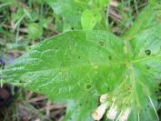 2009-04-12-074-Unknown