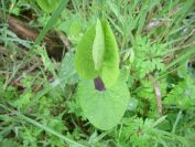 2009-04-12-081-Unknown-Arum