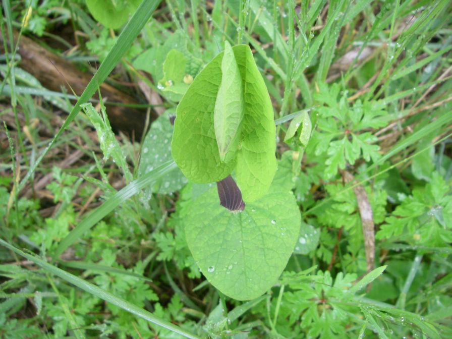 2009-04-12-081-Unknown-Arum