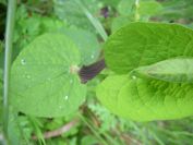 2009-04-12-082-Unknown-Arum