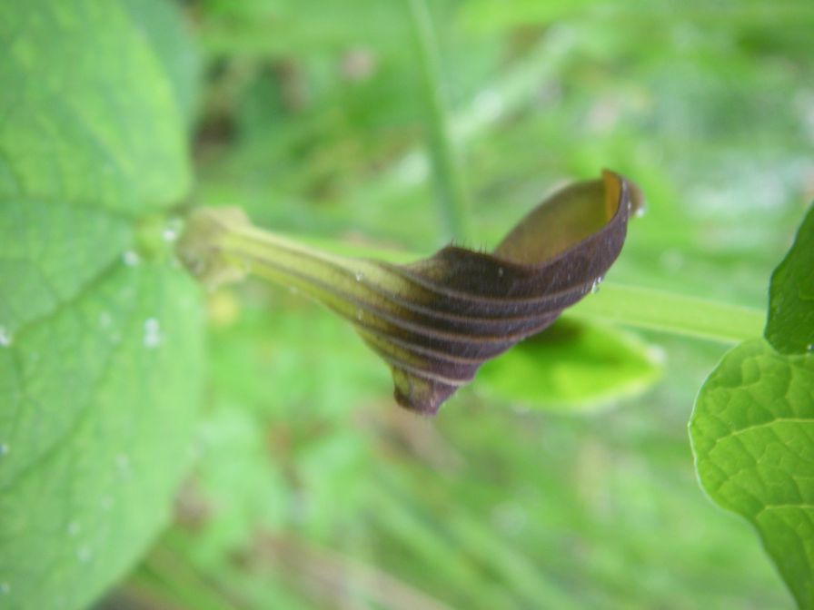 2009-04-12-083-Unknown-Arum