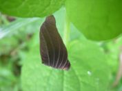 2009-04-12-084-Unknown-Arum