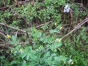 2009-04-12-087-Unknown-Yellow