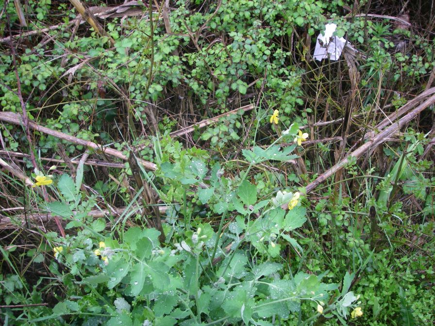 2009-04-12-087-Unknown-Yellow