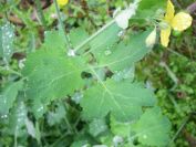 2009-04-12-088-Unknown-Yellow