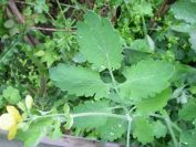 2009-04-12-089-Unknown-Yellow