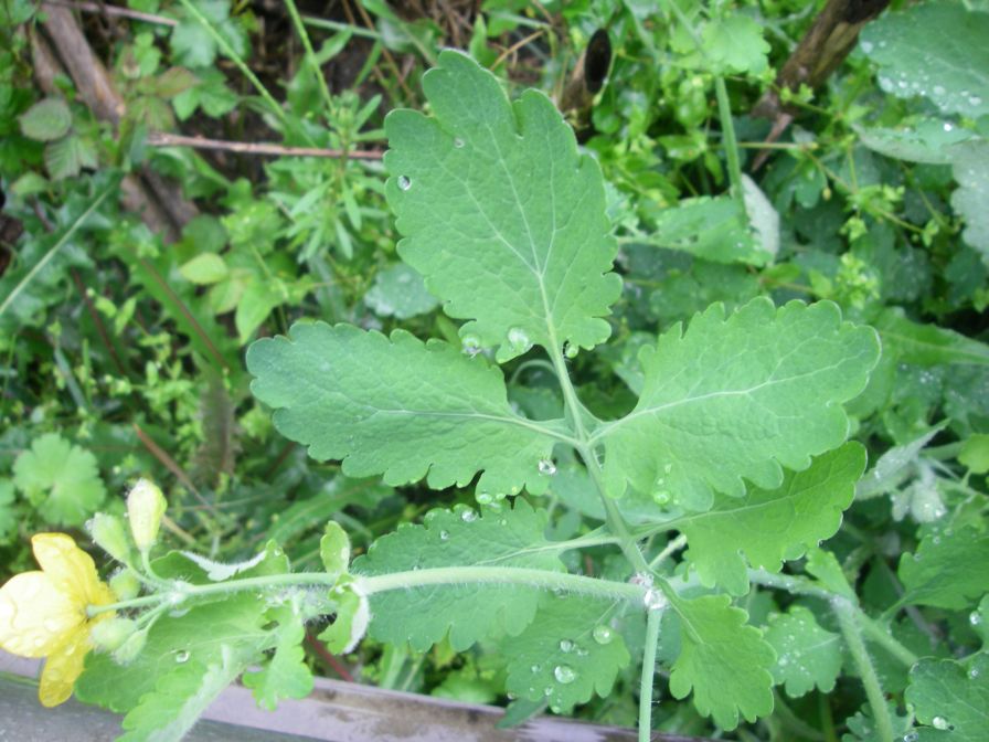 2009-04-12-089-Unknown-Yellow